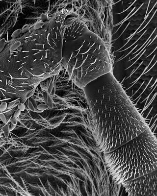 Bee's antenna, 150x its actual size