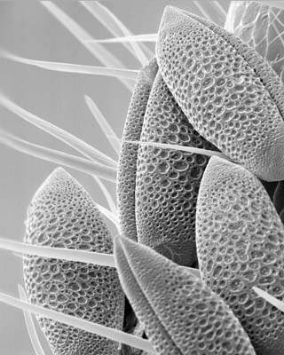 Antenna pollen by Rose-Lynn Fisher