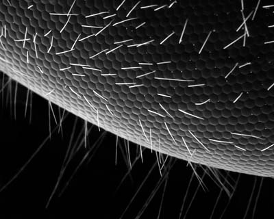 A Bee's eye, 200x its actual size