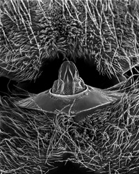 petiole