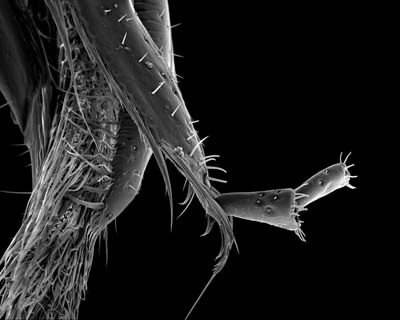 Proboscis, 150x its actual size